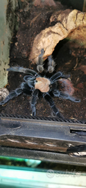 Brachipelma albiceps femmina sessata