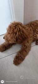 Barboncino toy cucciolo