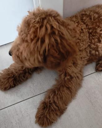 Barboncino toy cucciolo