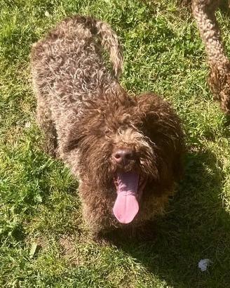 Lagotto romagnolo