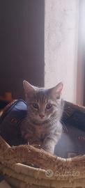 Dolcissimi gattini a pelo medio lungo