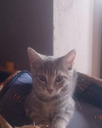 Dolcissimi gattini a pelo medio lungo