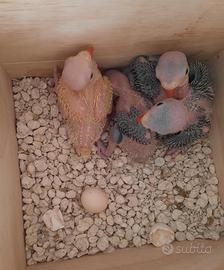 Parrocchetti dal collare da imbecco