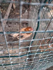 galline e galletti nani 