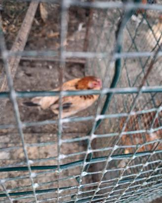 galline e galletti nani 