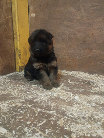 Cucciola di pastore tedesco a pelo lungo