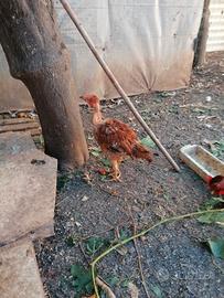 Galline