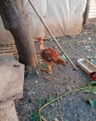 Galline