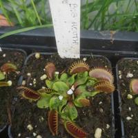Piante carnivore da esterno e interno