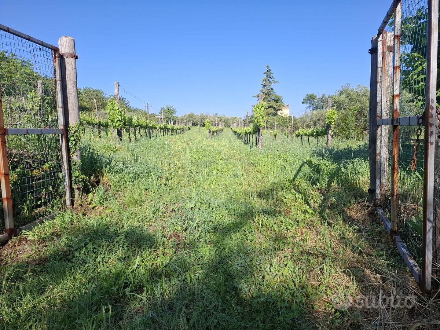 Terreno Agricolo con Vigneto e Uliveto - Vista 5