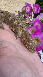 Femmina geco leachianus