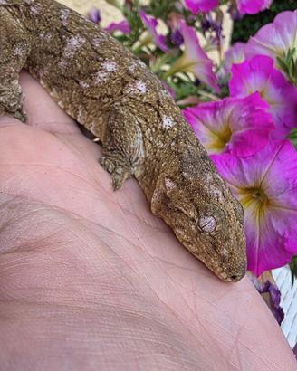 Femmina geco leachianus