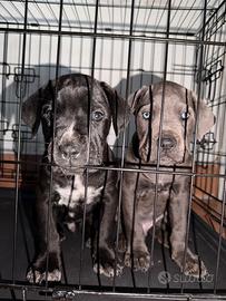 Cuccioli di cane corso con la gabbia