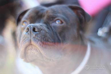 Il matrimonio di Miguel