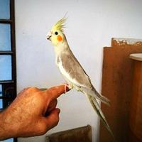 Pappagalli allevati a mano calopsite