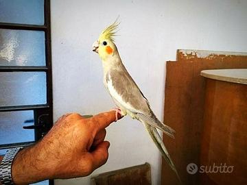 Pappagalli allevati a mano calopsite