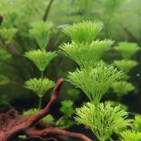 Limnophila sessiliflora (piante acquario)
