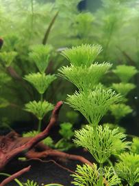 Limnophila sessiliflora (piante acquario)