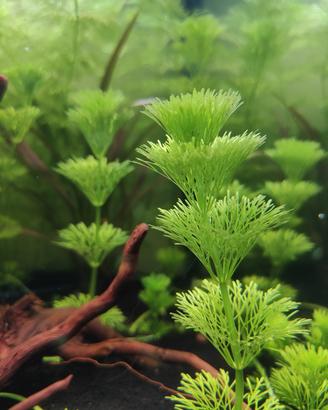 Limnophila sessiliflora (piante acquario)
