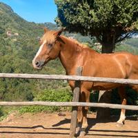 Cavallo