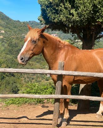 Cavallo