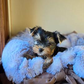 Cuccioli di Yorkshire Terrier