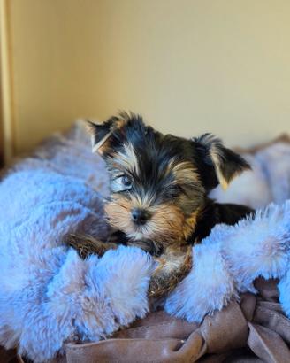 Cuccioli di Yorkshire Terrier