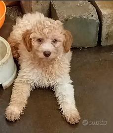 Lagotto Romagnolo