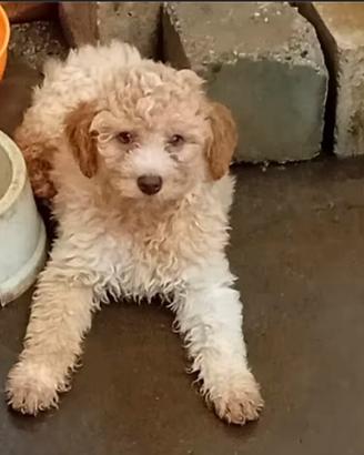 Lagotto Romagnolo
