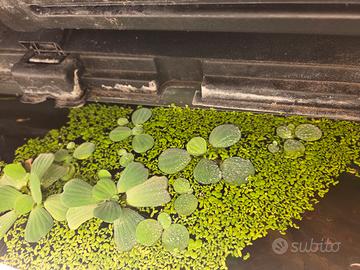 lemna minor e pistia stratiotes giganti