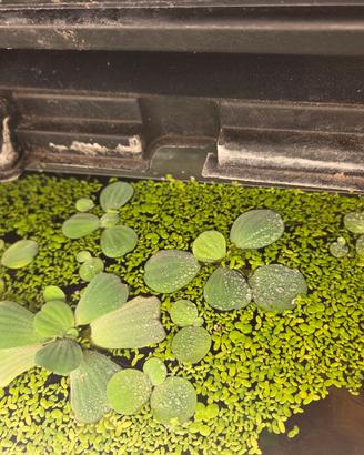 lemna minor e pistia stratiotes giganti