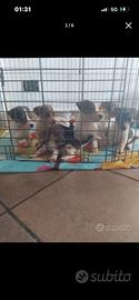 Cuccioli jack russel