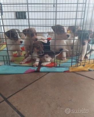 Cuccioli jack russel