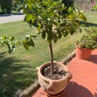 Albero pianta di limoni