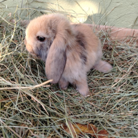 Coniglietti nani Ariete cuccioli conigli