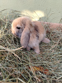 Coniglietti nani Ariete cuccioli conigli