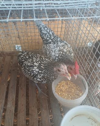 Sebright argento e camoscio pulcini
