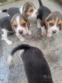 beagle