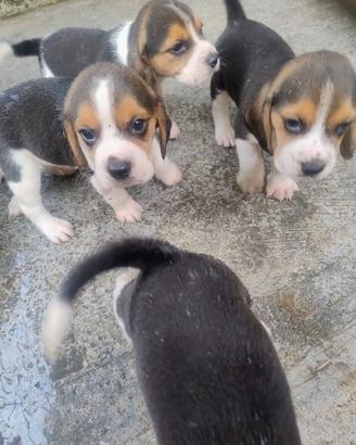 beagle