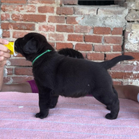 Cuccioli labrador con pedigree