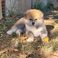Cuccioli di akita inu lombardia