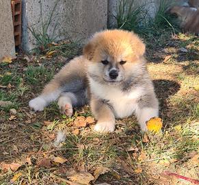 Cuccioli di akita inu lombardia
