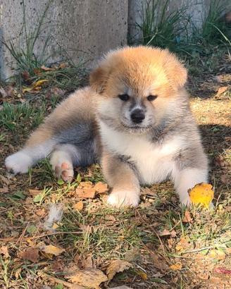 Cuccioli di akita inu lombardia