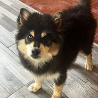 Pomsky miniatura multigenerazionale