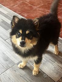 Pomsky miniatura multigenerazionale