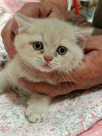 British shorthair