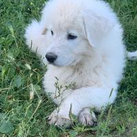 Cuccioli di pastore maremmano