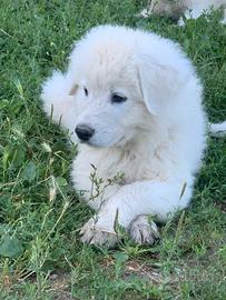 Cuccioli di pastore maremmano