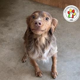 ZEN splendido Breton