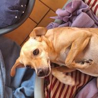 Meticcia femmina taglia media piccola